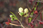 Mexican primrose-willow